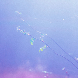 视色4se网站在线
